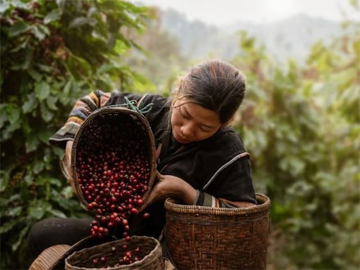 Cứ 10 người Nhật thì có 7 người uống cà phê: Hạt Việt là 'thần' nhưng vẫn thua một quốc gia