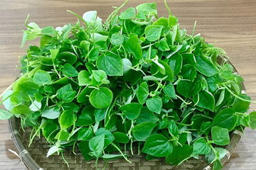 Loại rau dại mọc đầy vườn được ví như ‘thảo dược vàng’: Tốt từ da đến xương khớp nhưng không phải ai cũng biết cách dùng