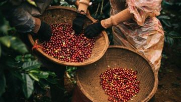 Hết thời giải cứu nông sản: Nông dân trồng cà phê, hồ tiêu sắp có 'vũ khí mới' để tự quyết định giá bán