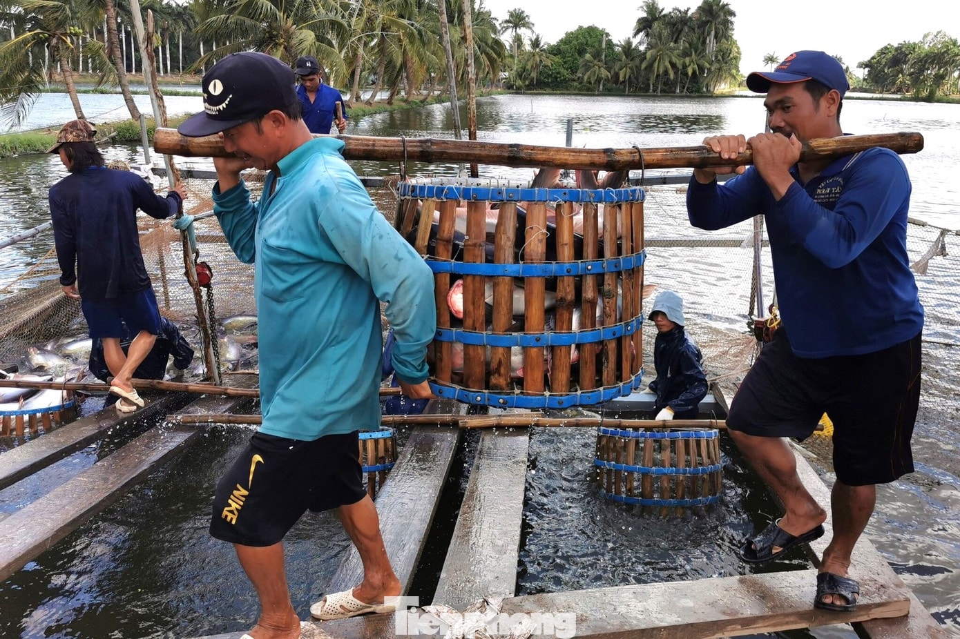 Cá tra Việt Nam từng bước vượt qua những rào cản tại Nhật Bản - nơi vốn ưu tiên các loài hải sản và cá đánh bắt tự nhiên. tp-catra-1667.jpg