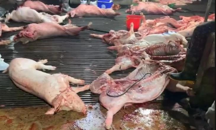 Lợn dịch được các đối tượng giết mổ đem đi tiêu thụ vừa được công an TP. Hà Nội phát hiện. Vụ thịt lợn dịch vào bếp ăn: Nói thẳng về trách nhiệm của ngành nông nghiệp - Ảnh 1.