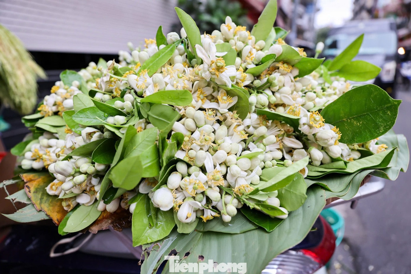 Vào mỗi độ cuối tháng 2 đầu tháng 3, người dân Thủ đô lại dễ dàng bắt gặp những gánh hoa bưởi rong ruổi khắp phố phường. Với hương thơm nồng nàn và vẻ đẹp bình dị, loài hoa quê này trở thành món đồ lễ được nhiều khách hàng chọn mua. tp-ram-24.jpg