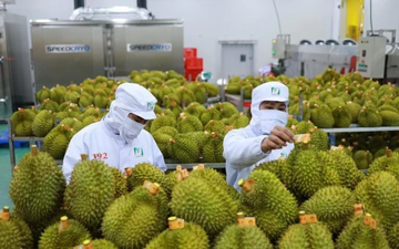 Giá sầu riêng lập đỉnh 3 năm nhờ chiếm lĩnh thị trường, xuất khẩu tăng vọt gần 300%