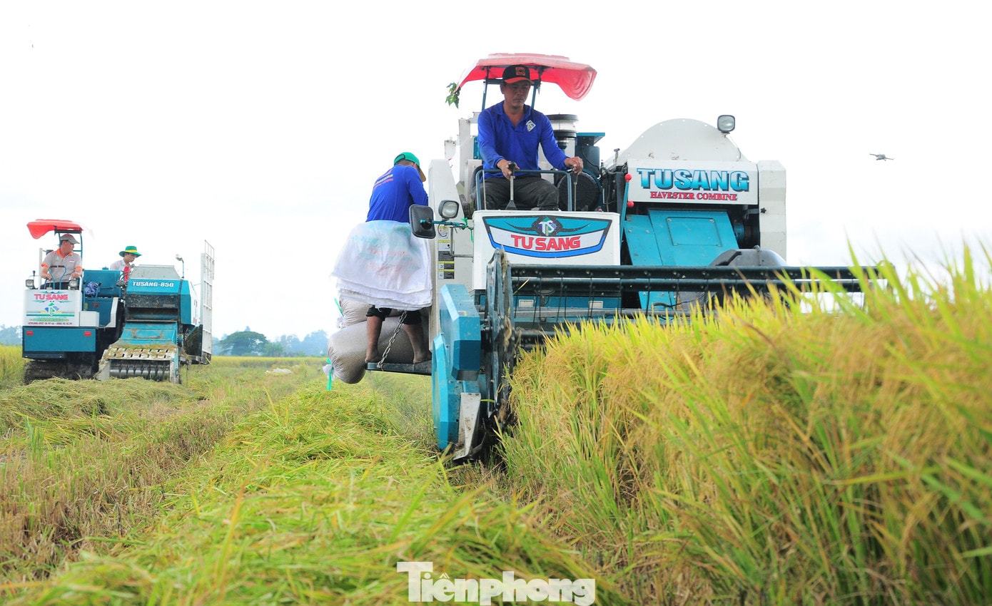 Thu hoạch lúa trên cánh đồng Đề án 1 triệu ha lúa chất lượng cao, phát thải thấp. tp-lua-5-424.jpg
