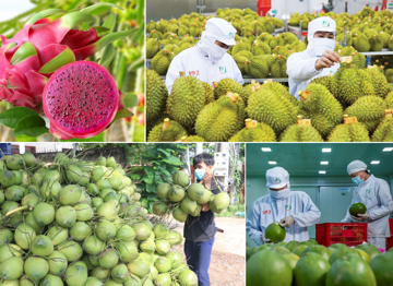 Một loại quả của Việt Nam tăng trưởng 400% khiến Trung Quốc 'mê mệt': Có nguy cơ vướng án phạt ngầm