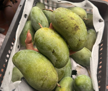 Loại xoài hạt 'mỏng như lá', giá chỉ từ 15.000 đồng/kg, chợ Việt bán chạy rần rần