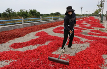 Lý do thứ quả năm trước được mệnh danh là 'vàng đỏ' thương lái săn lùng giá cao chót vót, năm nay bất ngờ quay đầu giảm sốc