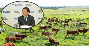 Vụ 302 doanh nghiệp vào diện theo dõi của Cục Thuế: Ghi tên một công ty chăn nuôi bò quy mô nghìn tỷ trong hệ sinh thái của tỷ phú Trần Bá Dương