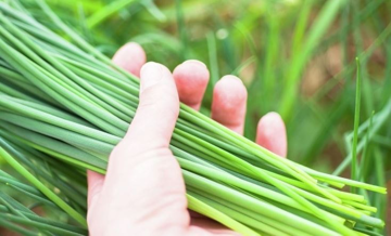 Vi chất cốt lõi giúp cơ thể hấp thụ canxi ngăn ngừa loãng xương có cực nhiều trong loại rau bình dân bán khắp chợ Việt mà không phải ai cũng biết
