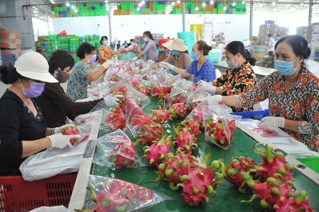 thanh-long-xuat-khau-1.jpg