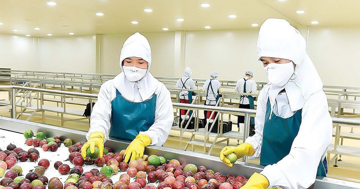 Trung Quốc, châu Âu tăng mạnh mua rau quả Việt Nam