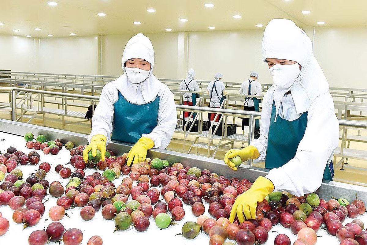 Trung Quốc, châu Âu tăng mạnh mua rau quả Việt Nam - Ảnh 1.
