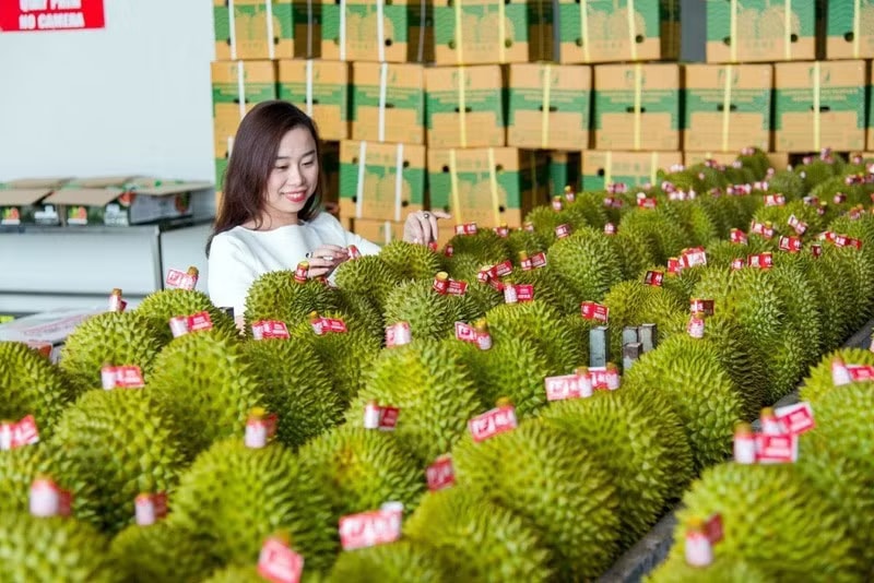 Sầu riêng trở thành mặt hàng xuất khẩu tỷ USD từ sau khi Việt Nam ký Nghị định thư với Trung Quốc. Thương mại Việt Nam - Trung Quốc tăng tốc kỷ lục - Ảnh 1.