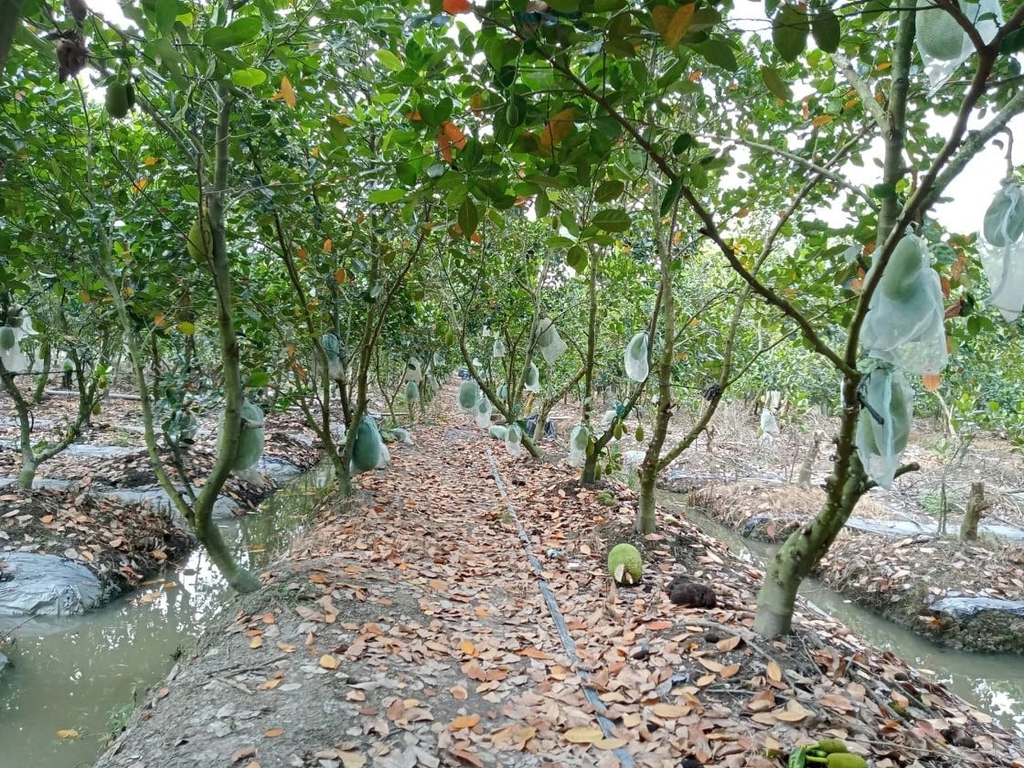 Mít là cây trồng phát triển mạnh về diện tích tại miền Tây nhiều năm gần đây. Trở tay không kịp vì giá mít 'lên đỉnh, xuống đáy' - Ảnh 8.
