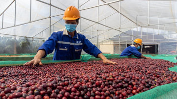 Vừa thu về 99.000 tỷ đồng, tập đoàn xuất khẩu cà phê lớn nhất Việt Nam lên kế hoạch rót 150 triệu USD xây nhà máy