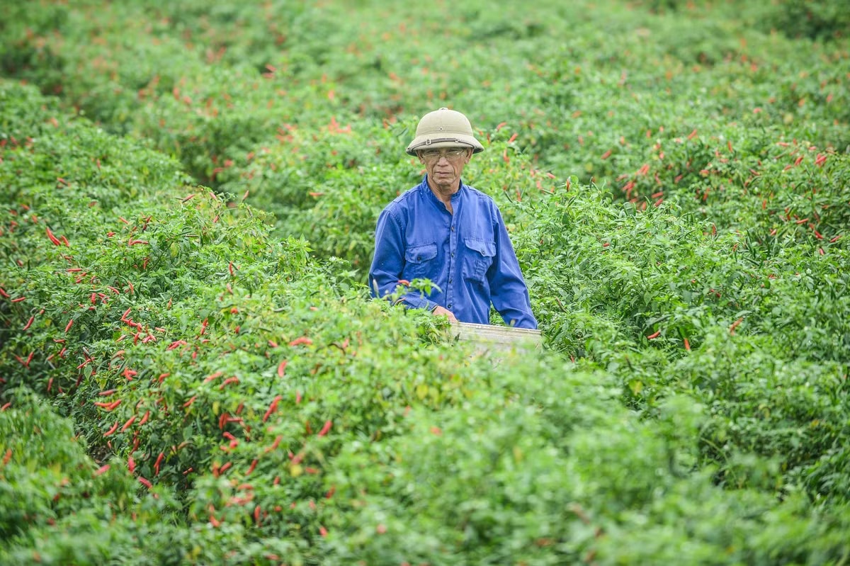 Nông dân Thanh Hóa buồn bã vì giá ớt giảm sâu. Giá ớt bất ngờ lao dốc mạnh - Ảnh 1.