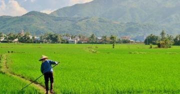 Từ giờ, chuyển đất lúa sang mục đích khác phải đáp ứng loạt điều kiện chặt chẽ