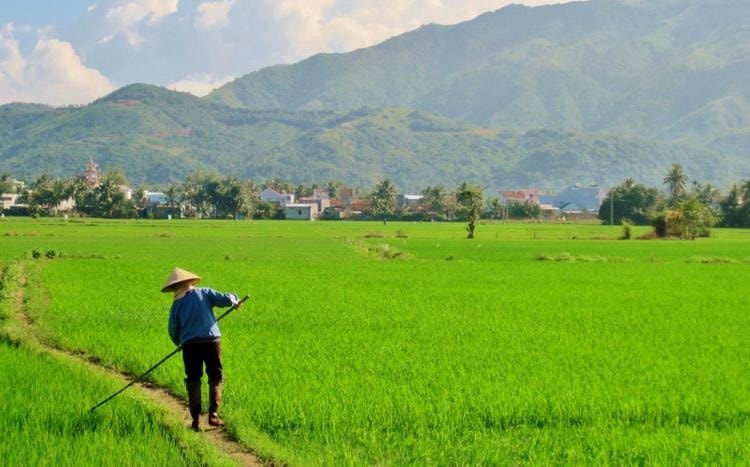 Từ giờ, chuyển đất lúa sang mục đích khác phải đáp ứng loạt điều kiện chặt chẽ- Ảnh 1.