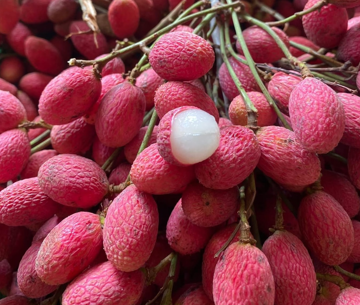 Loại quả 'bé tí' mọc hoang bỗng 'sốt': Giá có lúc hơn 100.000 đồng/kg, dân mạng săn lùng vì vị lạ gây nghiện