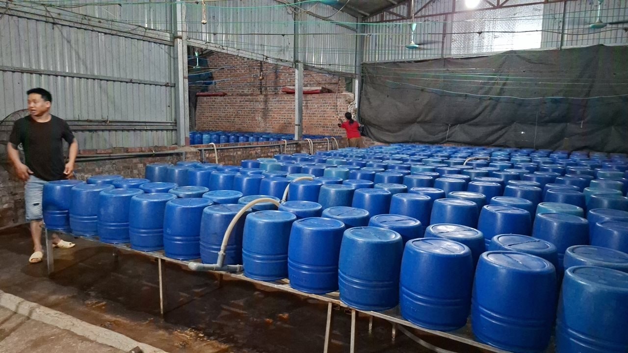 Khởi tố Chu Thị Hòa tuồn 510 tấn giá đỗ 'ngậm' chất cấm ra thị trường - Ảnh 4.