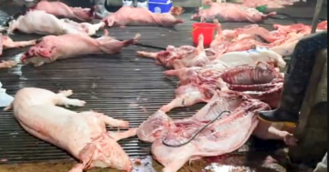 300 tấn lợn bệnh tiêu thụ tại 26 trường tiểu học ở Hà Nội và các tỉnh lân cận