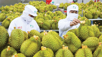 Trung Quốc 'khát' một loại quả từ Việt Nam, kim ngạch tăng vọt gần 400%