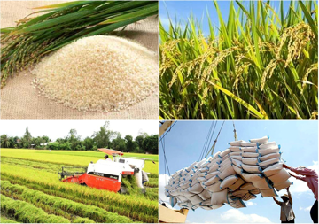 Dự báo mới nhất từ Bộ NN&MT: Giá gạo xuất khẩu sắp có biến động lớn, hé lộ hướng đi không ai ngờ tới