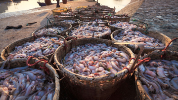 'Kho báu dưới nước' của Việt Nam tăng tốc đầu năm: Bỏ túi 1,71 tỷ USD, thị trường khó tính mở cửa