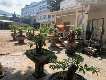 Phát hiện, tịch thu 42 cây mai vàng 'không rõ nguồn gốc'