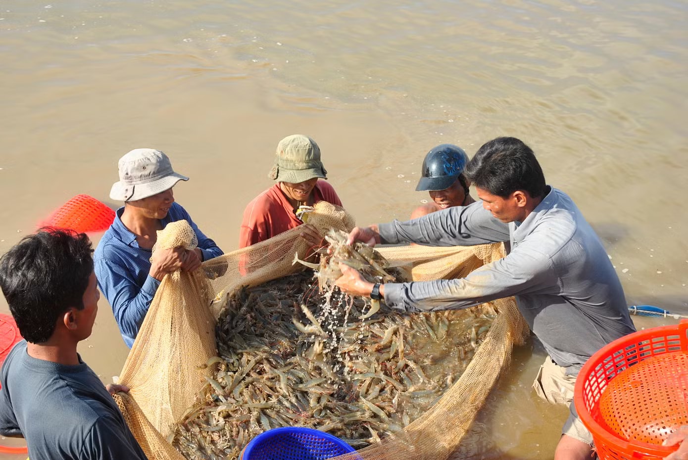 Doanh nghiệp xuất khẩu tôm 'cầu cứu' - Ảnh 1.