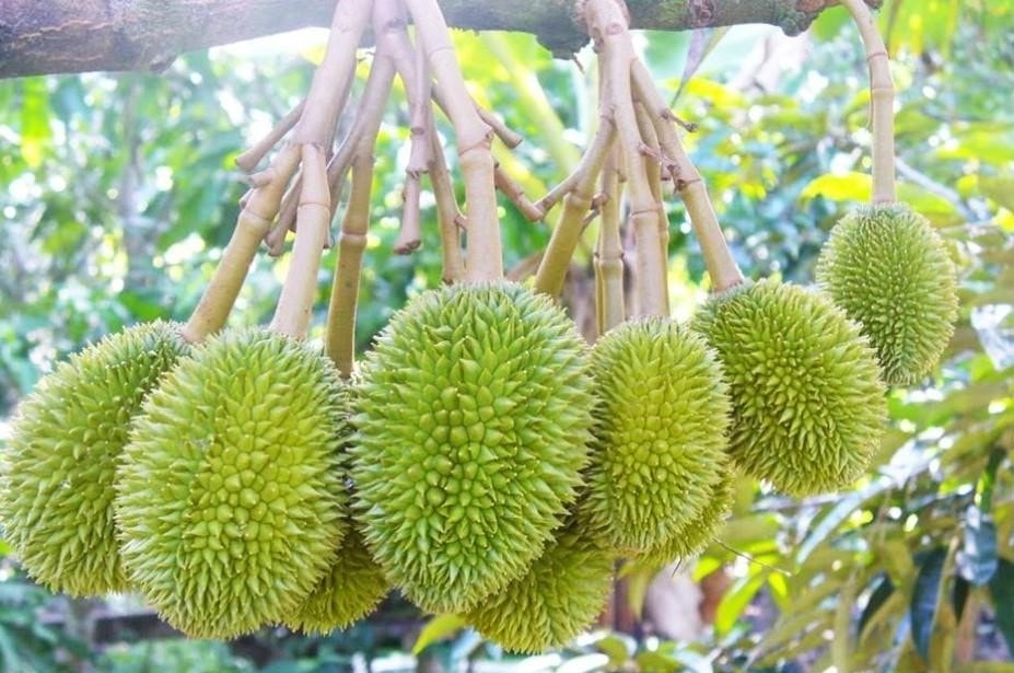 sau-rieng-2.jpg