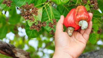 Mỗi ngày, Việt Nam chi khoảng 18 triệu USD để nhập khẩu loại hạt 'báu vật' này