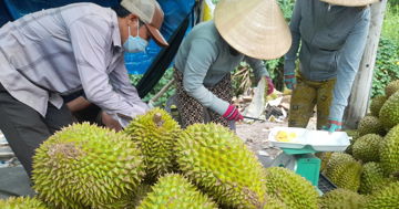 Sốt ruột vì giá sầu riêng chưa thoát đáy