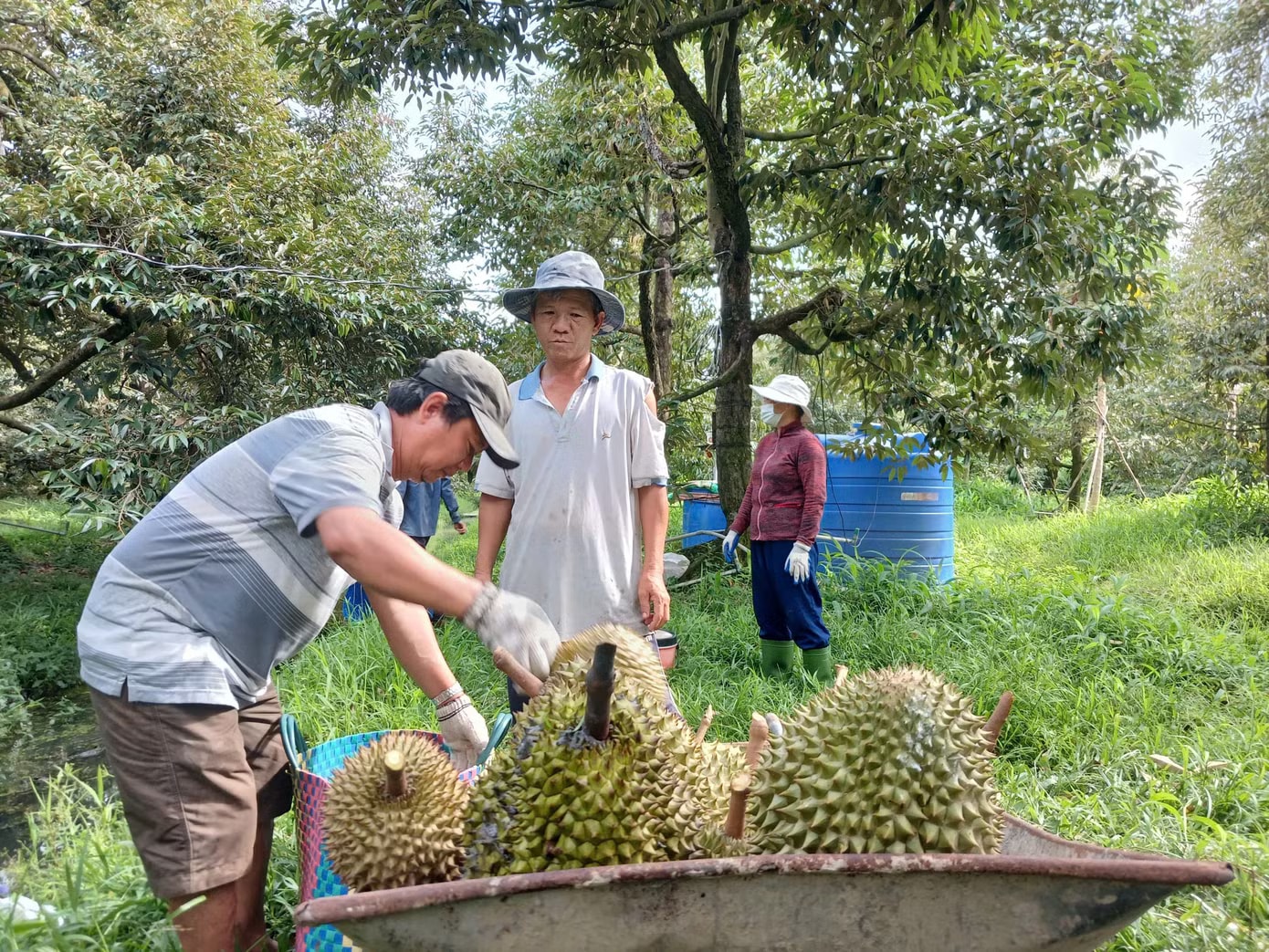 Sốt ruột vì giá sầu riêng chưa thoát đáy - Ảnh 1.