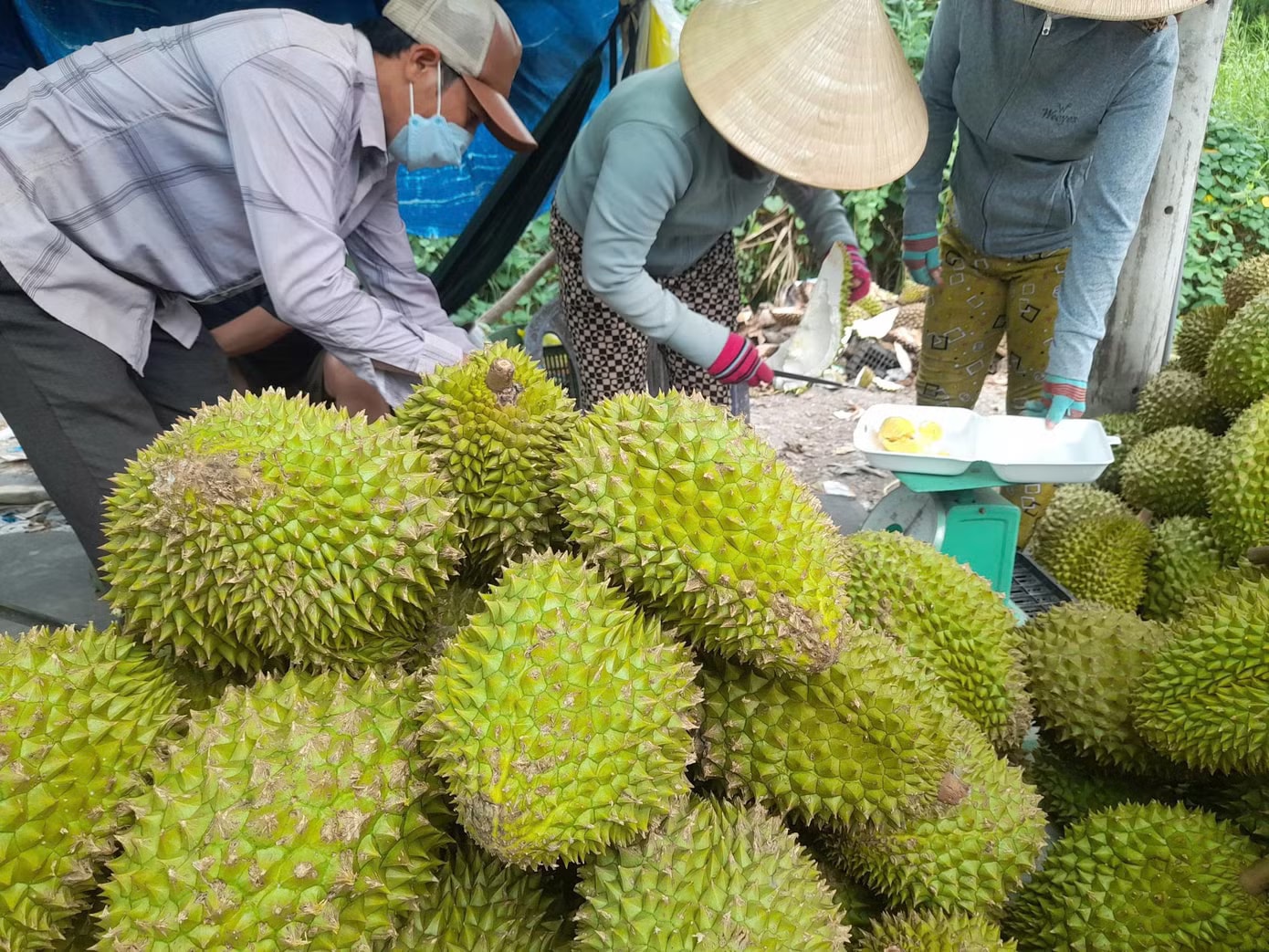 Sốt ruột vì giá sầu riêng chưa thoát đáy - Ảnh 2.