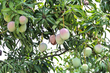 Không chỉ sầu riêng, quốc gia láng giềng Việt Nam đang tăng tốc với loại trái cây được ca ngợi 'ngon nhất hành tinh'