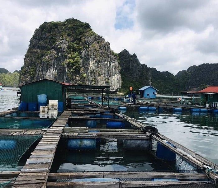 ác lồng cá tại làng chài Cái Bèo (Ảnh- @farwegotravelvietnam)