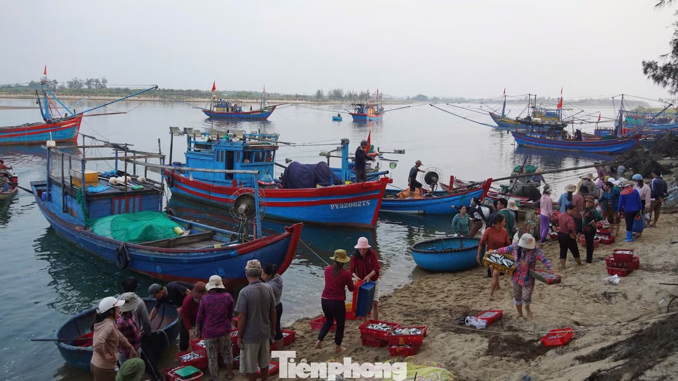 'Đột nhập' chợ mực Cửa Lở lúc rạng sáng - Ảnh 2.