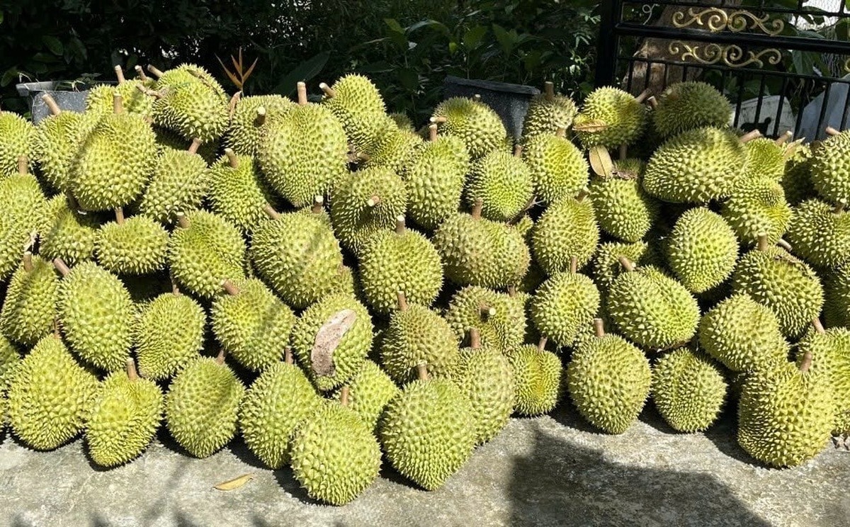 sau-rieng-ri6-rot-gia.jpg