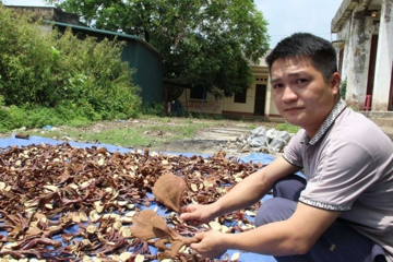Nông dân Lạng Sơn trồng thử loại ‘cây vàng’, nay bán tới 700.000 đồng/1kg, cuộc sống ‘lên đời’ từ đây