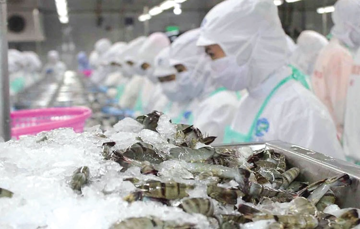 Ngành tôm vẫn tích cực nhưng... cổ đông Minh Phú (MPC) vẫn 'buồn'