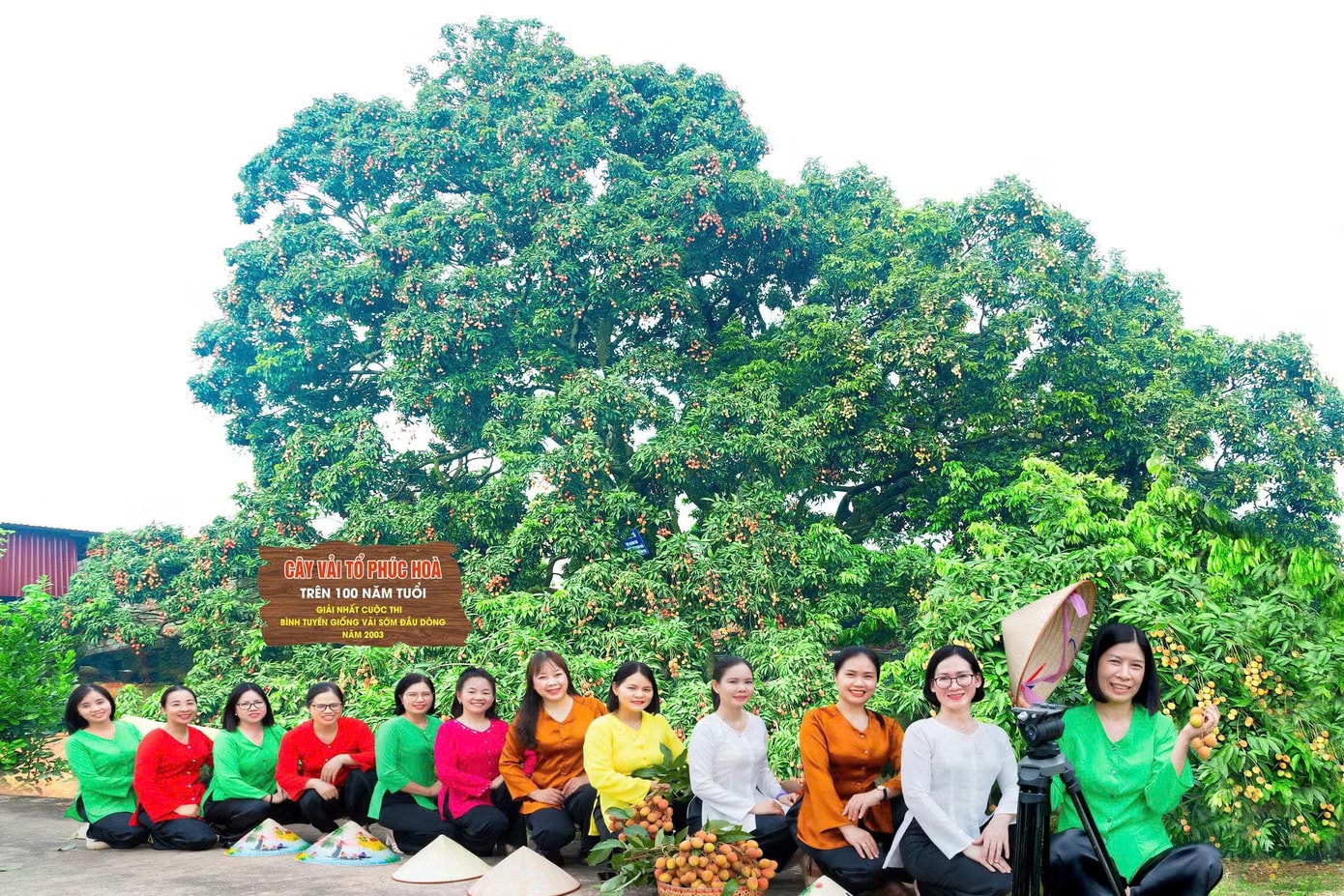 Điều đặc biệt về cây vải thiều 'báu vật' ở Bắc Ninh - Ảnh 1.