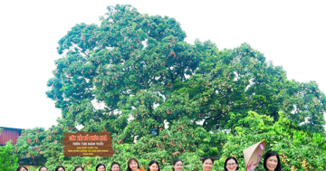 Điều đặc biệt về cây vải thiều 'báu vật' ở Bắc Ninh