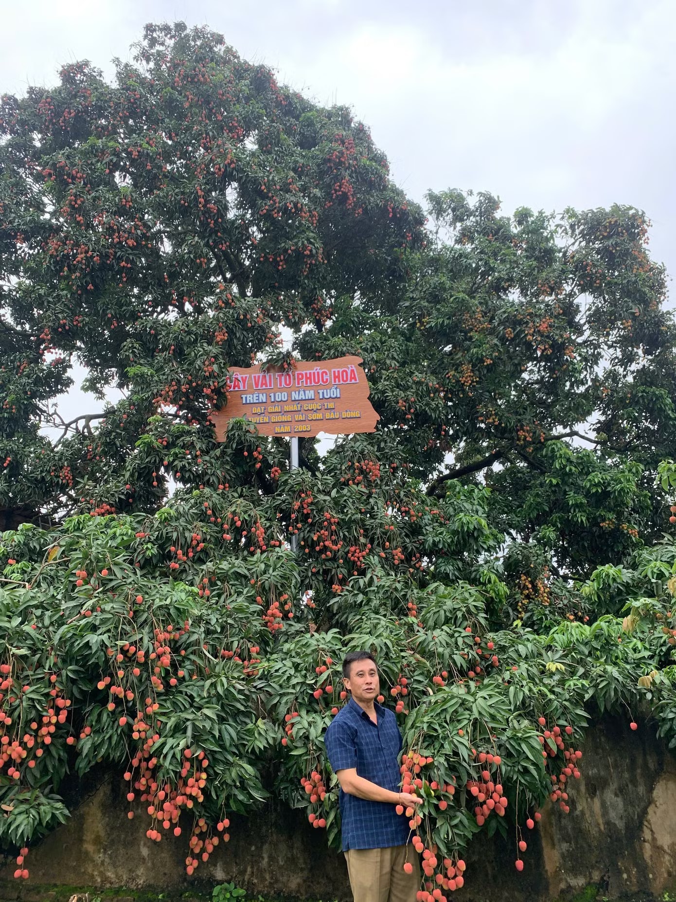 Điều đặc biệt về cây vải thiều 'báu vật' ở Bắc Ninh - Ảnh 6.