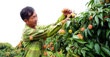 Khóc, cười mùa vải thiều Bắc Ninh