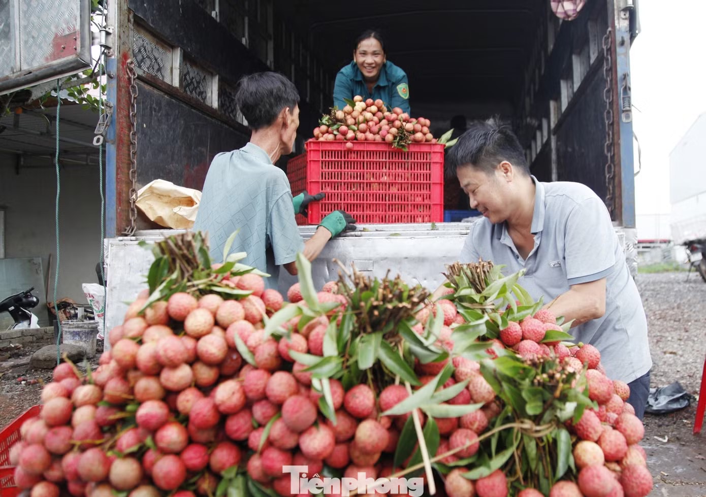Thương lái về thu mua vải thiều Bắc Ninh. Khóc, cười mùa vải thiều Bắc Ninh - Ảnh 2.