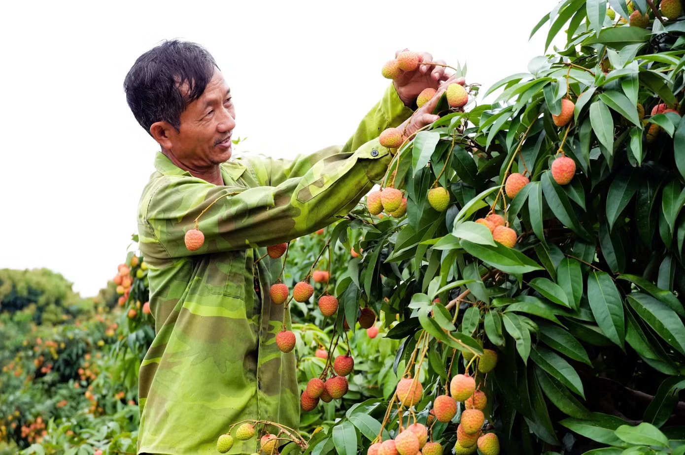 Một người trồng vải xã Phúc Hòa vui mừng vì năm nay bán được giá. Khóc, cười mùa vải thiều Bắc Ninh - Ảnh 1.