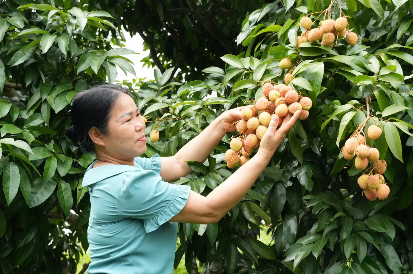 Năm nay, vụ vải thiều ở tỉnh Bắc Ninh có người vui vì cây trĩu quả, bán được giá, nhưng có người buồn vì mất trắng. Khóc, cười mùa vải thiều Bắc Ninh - Ảnh 3.