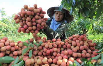 Nghịch lý mùa vải năm nay