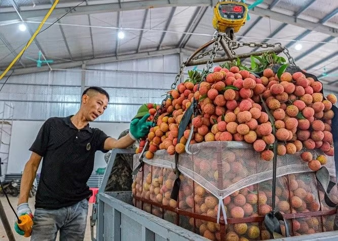 Nghịch lý mùa vải năm nay - Ảnh 1.